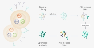 Key Advantages - Cell #1004798