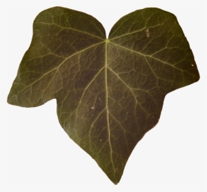 Leaf Alphas, Game Textures - Planet #1004843