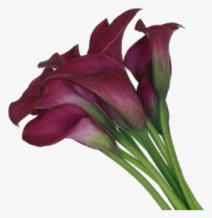 Calla Lilies - Mini Calla Lily #1004964
