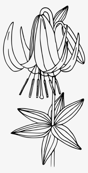 This Free Icons Png Design Of Western Lily #1004968