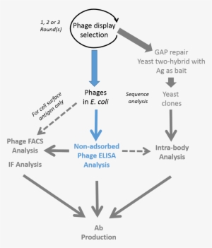 Antibody Phage Display & Elisa Validation Process - Phage Display Antibody Selection #1004986
