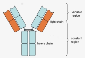 The First Classes Produced Are Igm And Igd - Antibody Structure Mcat #1005011