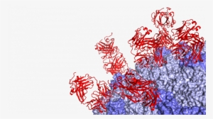 A Human Bi-specific Antibody Against Zika Virus With - Graphic Design #1005411