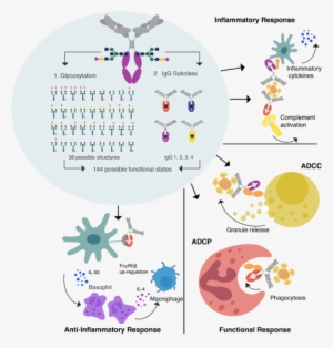 Understanding How A Diverse Pool Of Antibodies Mediate - Antibody Glycosylation #1005521