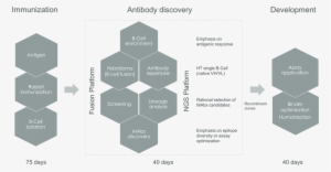 Ngs Antibody Workflow - Antibody #1005610
