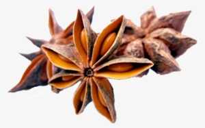 Star Anise - Anise Herbal #1006686