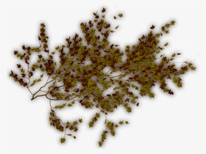 06 Feb 2009 - Plants #1008050