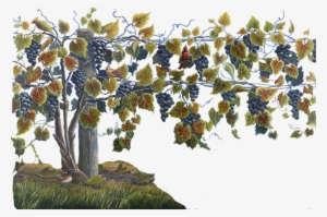 Grapevine Png Clipart Common Grape Vine Wine - Clip Art #1008082
