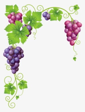 0, - Grapes Vector #1008243