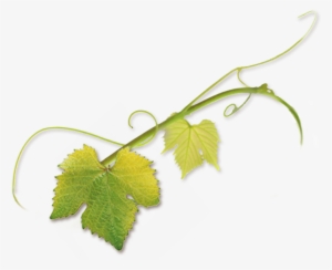 “novavine Was Born Of My Own Experience Buying Grapevines - Vine Tendril Png #1008307