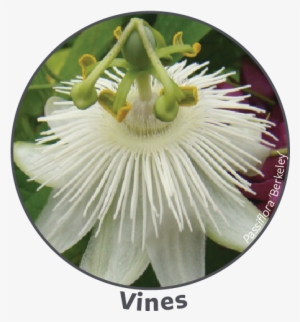 Spring Plant Sale 2018 Bomarea Lapageria (assorted - Purple Passionflower #1008330