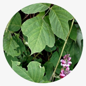 Kudzu - Kudzu Vine #1008351