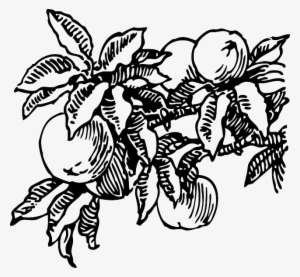 Food, Fruit, Outline, Plants, Tree, Branch, Peach, - Peach Tree Black And White #1008384