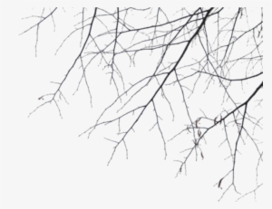 Report Abuse - Branches #1008518