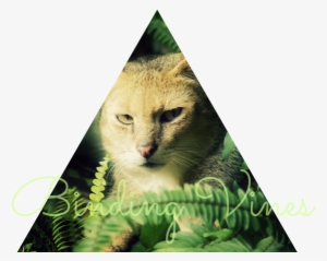 Binding Vines Banner - Tabby Cat #1008561