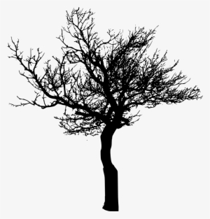 Tree Branch Silhouette Png Download - Tree #1009186