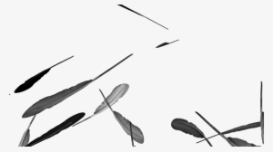 Arts Themed Video Clipart Of Quills Or Feathers Falling - Photography #1009440