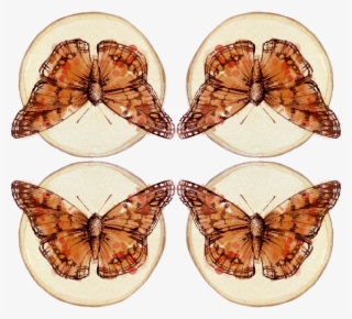 Borboletas Png #10050079