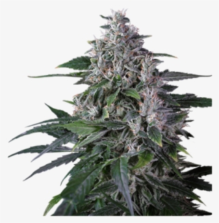 Sale Regular Cannabis Seed - Sweet Gum #10050924