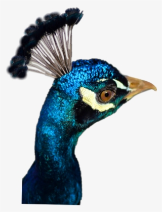Peafowl #10057939