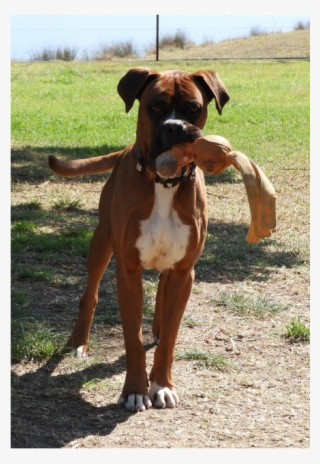Not Available - Boxer #10063018