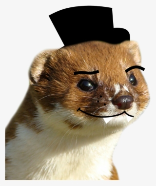 2 Respuestas 0 Retweets 9 Me Gusta - Punxsutawney Phil #10063780