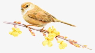 Sparrow Png Image & Sparrow Clipart - Bird #10064324