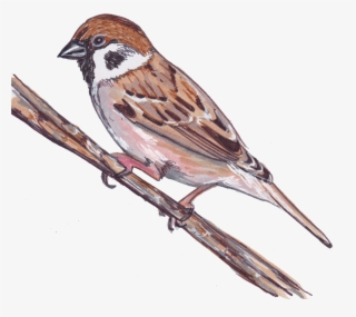 House Sparrow #10064382