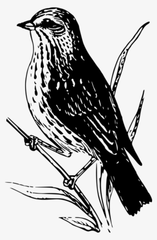 Finches Sparrow Bird Black And White Drawing - Birds Of Canada Coloring Book #10064440
