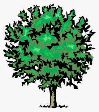 Vector Illustration Of Mature Deciduous Tree - Maple Leaf #10065718