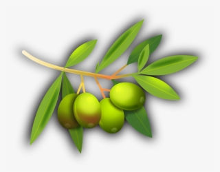 Olives Fruits Olive Tree Png Image - Gambar Kartun Buah Zaitun #10066684