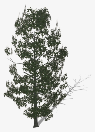 Bigsassafras - Pond Pine #10067021