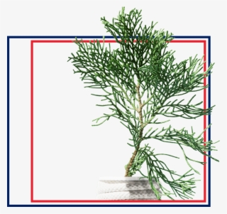 Icy - Red Pine #10067266