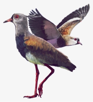 Ilustración - Aves De La Sabana De Bogota #10068670