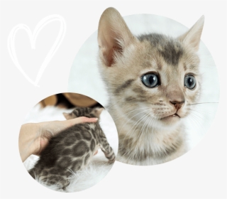 Cats Kittens For Sale - Kitten #10071740