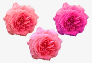 Flowers Png \png Roses Austin Rose Pink Purple Nature - Garden Roses #10074722