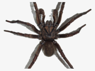 Spider Png Transparent Images - Паук Пнг #10081664