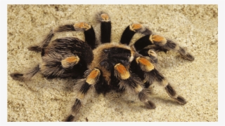 Spider - Tarantula On Sand #10081667