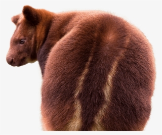 Tree Kangaroo Side Image - Tree Kangaroo Png #10082591