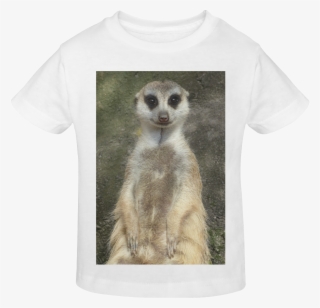 Meerkat #10082640