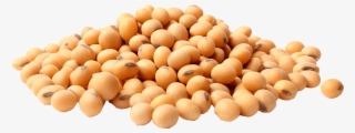 Organic Grains - Soya Bean In Png #10085209
