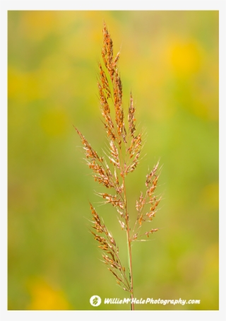 Wild Grass Wetzel 9 6 13 - Grass #10086712