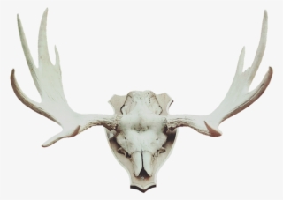 Antler Moose Antler Deer Antler - Animal Trophy Png #10087464