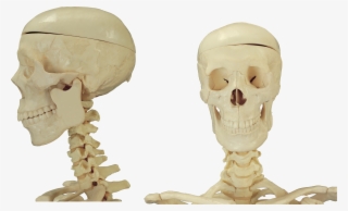 Cerebral Cortex Location #10094586