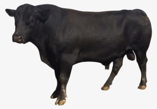 Download Bull Png Picture For Designing Work - Baflow Png #10099767