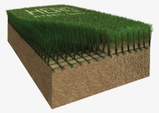 A Revolution In New Hybrid Grass Technology - Hedge #10099892
