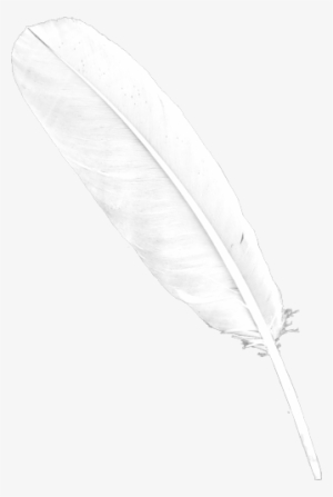 Transparent Background White Feather #1010046