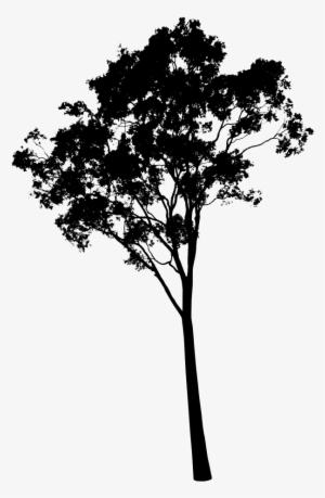 Valuable Design Ideas Gum Tree Silhouette Eucalyptus - Gum Tree Silhouette Png #1010734 Valuable Design Ideas Gum Tree Silhouette Eucalyptus - Gum Tree Silhouette Png #1010734
