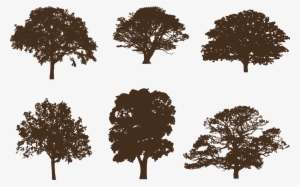 Oak Tree Silhouette #1010898