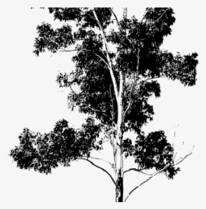 Innovation Design Gum Tree Silhouette Drawing V2 Eucalyptus - Eucalyptus Tree Silhouette #1011223 Innovation Design Gum Tree Silhouette Drawing V2 Eucalyptus - Eucalyptus Tree Silhouette #1011223